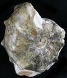 Large Mammites Ammonite - Goulmima, Morocco #27361-5